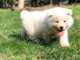Özel Beyaz Japon Akita Yavruları