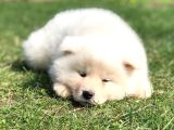 Özel Beyaz Japon Akita Yavruları