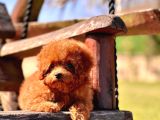 Kurabiye Tadında Poodle Bebeklerimiz