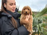 Show Kaliteye Uygun Dev Poodle Yavrular