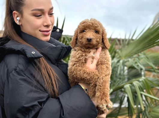 Show Kaliteye Uygun Dev Poodle Yavrular görsel