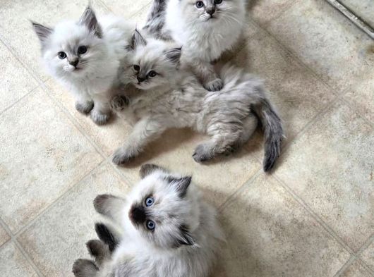 Safkan Çok Tatlı Tüy Yumakları British Longhair Bebekler görsel