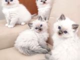 Safkan Çok Tatlı Tüy Yumakları British Longhair Bebekler