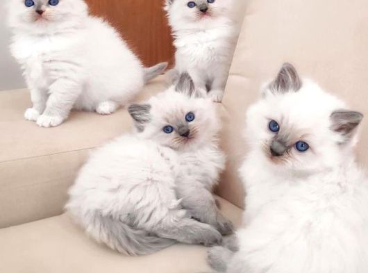 Safkan Çok Tatlı Tüy Yumakları British Longhair Bebekler görsel