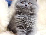 Safkan Çok Tatlı Tüy Yumakları British Longhair Bebekler