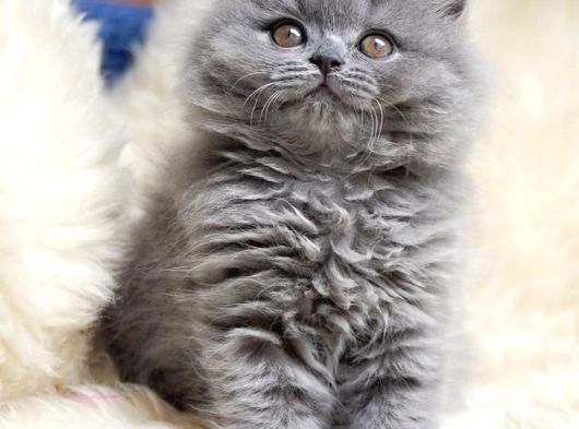 Safkan Çok Tatlı Tüy Yumakları British Longhair Bebekler görsel