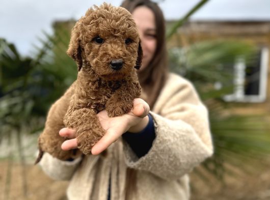Show Kaliteye Uygun Dev Poodle Yavrular