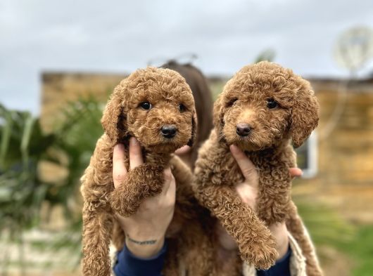 Show Kaliteye Uygun Dev Poodle Yavrular görsel