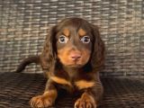 Çikolata Tan Longhair Dachund Yavrular