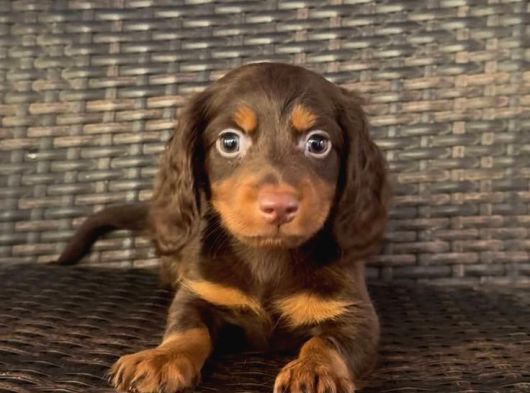 Çikolata Tan Longhair Dachund Yavrular görsel