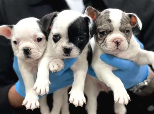 Mükemmel Anatomi̇de Safkan Fransiz Bulldog Yavrulari