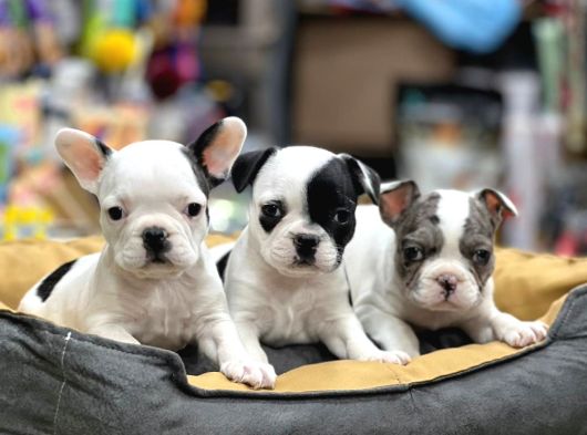 Mükemmel Anatomi̇de Safkan Fransiz Bulldog Yavrulari görsel