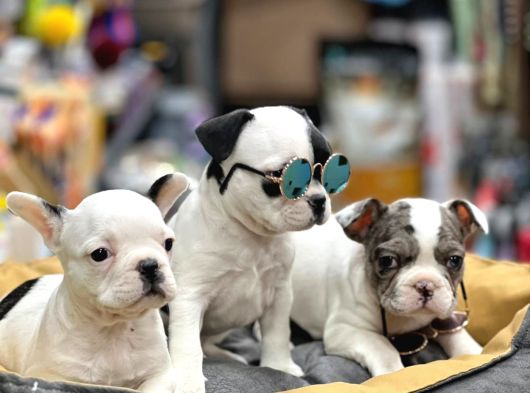 Mükemmel Anatomi̇de Safkan Fransiz Bulldog Yavrulari görsel
