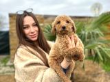 Show Kaliteye Uygun Dev Poodle Yavrular