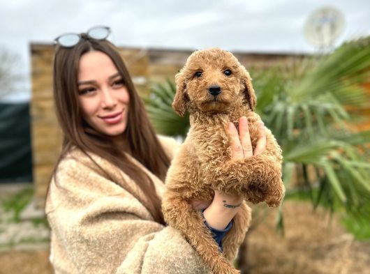 Show Kaliteye Uygun Dev Poodle Yavrular görsel