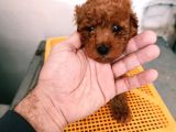 Korekan Poodle Yavrularim
