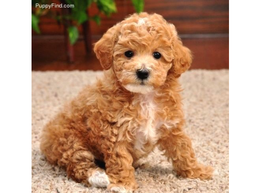 Malti̇poo Ci̇nsi̇ Yavrular Ev Üreti̇mi̇