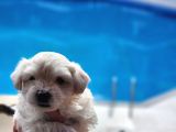 Mini Boy Maltese Terrier Bebeğimiz