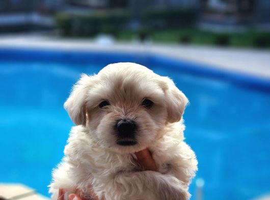 Mini boy maltese terrier bebeğimiz