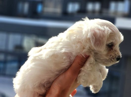 Mini Boy Maltese Terrier Bebeğimiz görsel