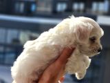 Mini Boy Oyuncak Surat Maltese Bebekler
