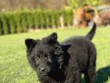 Solid Black Alman Kurdu Yavruları
