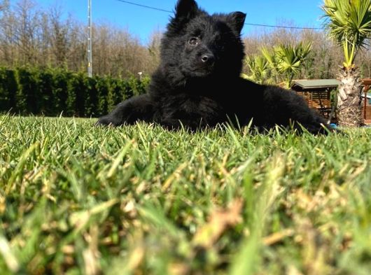 Solid Black Alman Kurdu Yavruları görsel