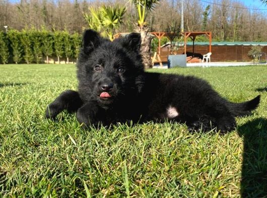 Solid Black Alman Kurdu Yavruları görsel