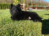 Solid Black Alman Kurdu Yavruları