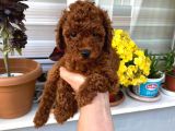 Wc eğitimli orjinal poodle yavrum