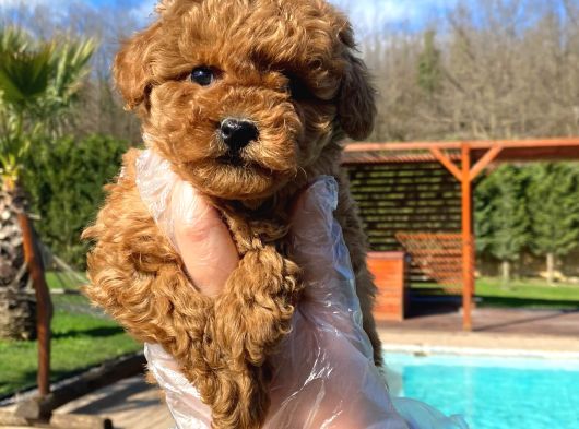 Tea Cup  Orji̇nal Toy Poodle Yavrulari görsel