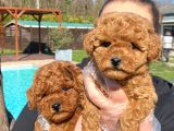 Tea Cup  ORJİNAL Toy Poodle Yavrulari