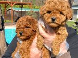 Tea Cup  Orji̇nal Toy Poodle Yavrulari