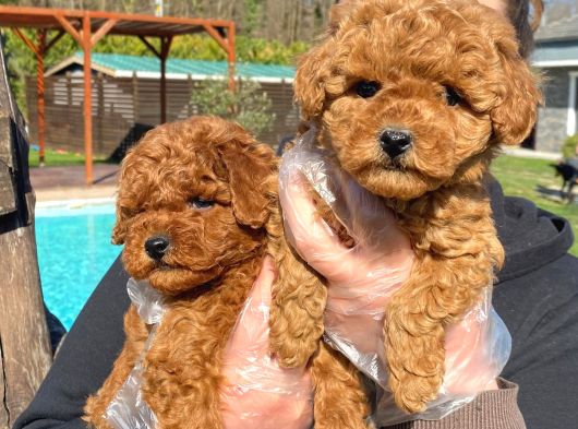 Tea Cup  Orji̇nal Toy Poodle Yavrulari görsel