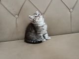 Brti̇sh Shorthai̇r Whi̇skas