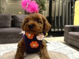 Güzel Huylu Poodle Ayarında Lady