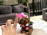 Güzel Huylu Poodle Ayarında Lady