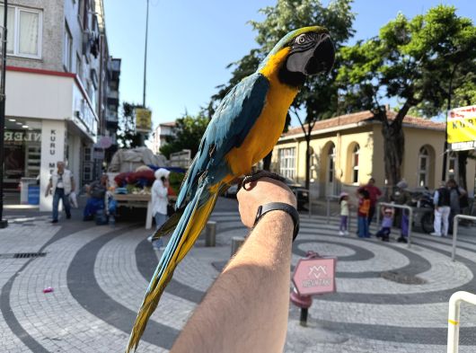 Sarilaci̇vert Konuşan Evci̇l Macaw Papağani görsel