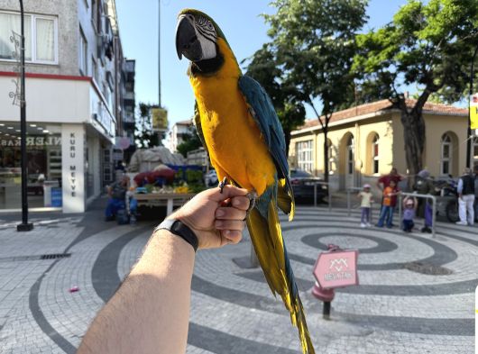 Sarilaci̇vert Konuşan Evci̇l Macaw Papağani görsel