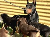 Üst kalite doberman yavrular