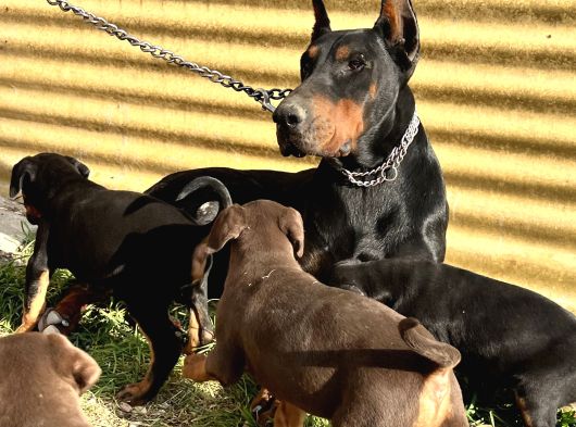 Üst Kalite Doberman Yavrular