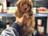 Toy poodle sıfır boy yavrumuz