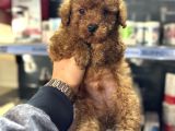 Toy poodle mini boy yavrular teslime hazır