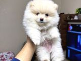 Pomeranian yavrumuz a kalite mini boy