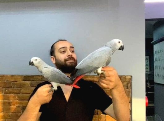 100 Keli̇me Konuşan Full Evci̇l Jako Papağani