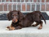 Çikolata Tan Longhair Dachund Yavrular