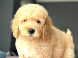 Malti̇poo Ci̇nsi̇ Yavrular Ev Üreti̇mi̇