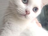 Kar beyaz shorthair mavi gözlü dişi