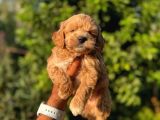 TOY POODLE AYARINDA ŞİRİN VE TATLI