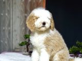 Dev Boy Labradoodle Muhteşem Renk Aşili